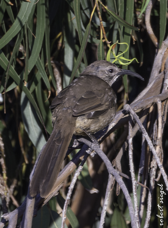 Ulistac Natural Area